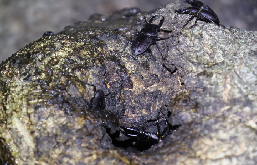 洞コブの周囲に群れるコクワガタ_団地前のクヌギ_2023年5月29日19時40分気温19.4度 雨